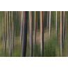 Punkaharjun metsää | valokuvatapetti